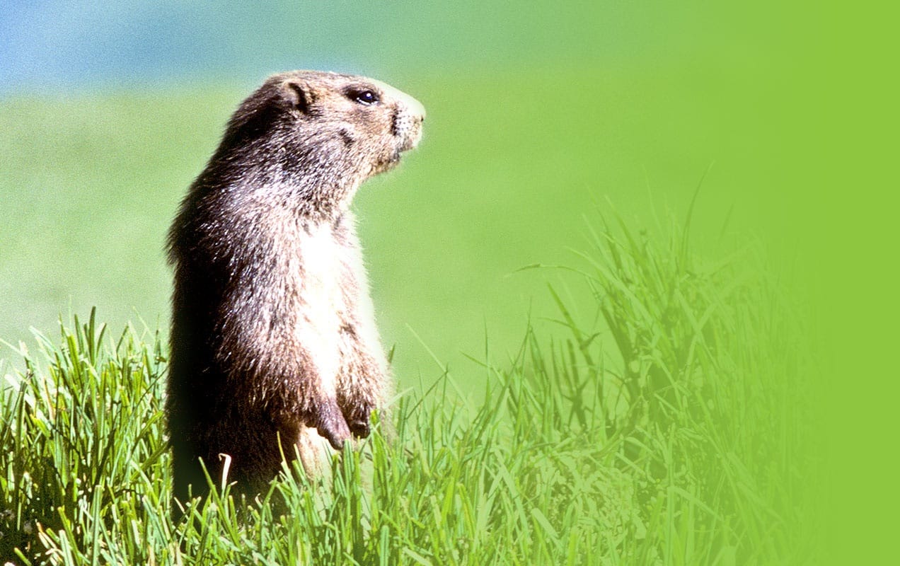 The BurrowRx Carbon Monoxide Sprayer: THE Solution for Burrowing Rodent Control