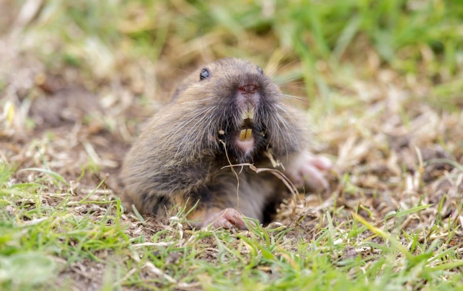The Hidden Threat Below: Understanding How Burrowing Rodents Can Damage Crops