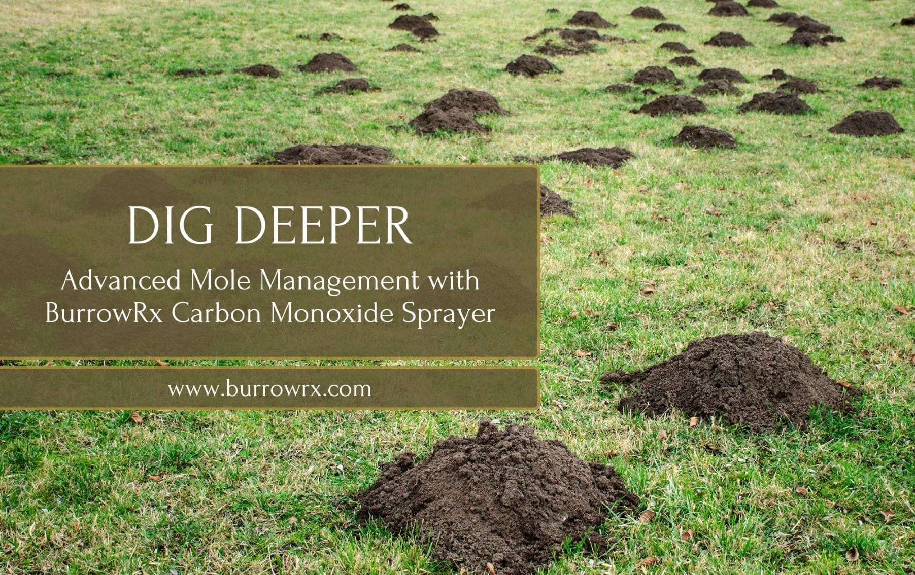 BurrowRx Can Help Solve Your Mole Problems