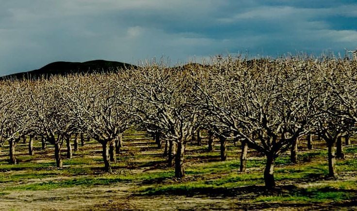 BurrowRx Helps in Almond Orchards