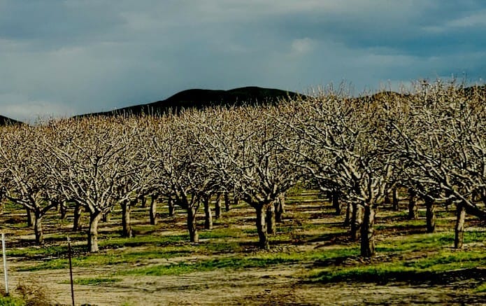 Conquering Rodents with BurrowRx in California Almond Orchards
