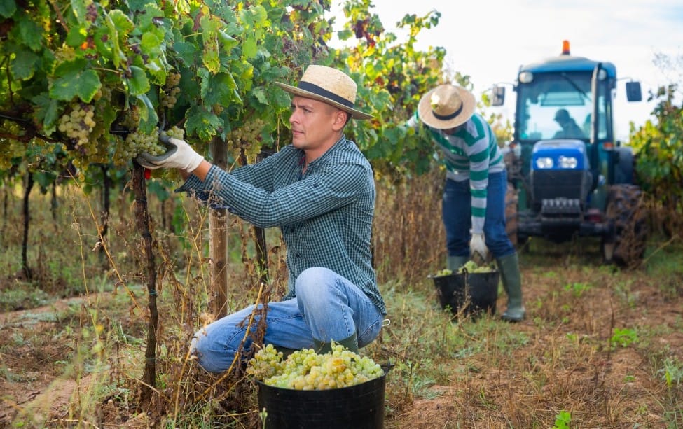 Keep the Vines, Lose the Burrows: How Vineyard Managers Are Using BurrowRx to Protect Yields