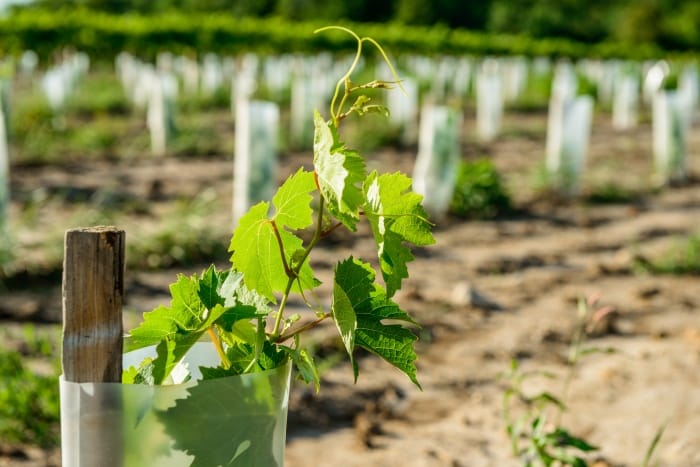 Young Vines are Susceptible to Damage