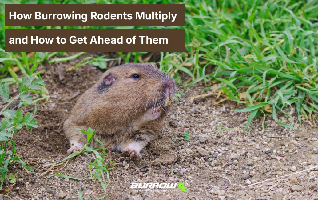 How Burrowing Rodents Multiply and How to Get Ahead of Them with BurrowRx
