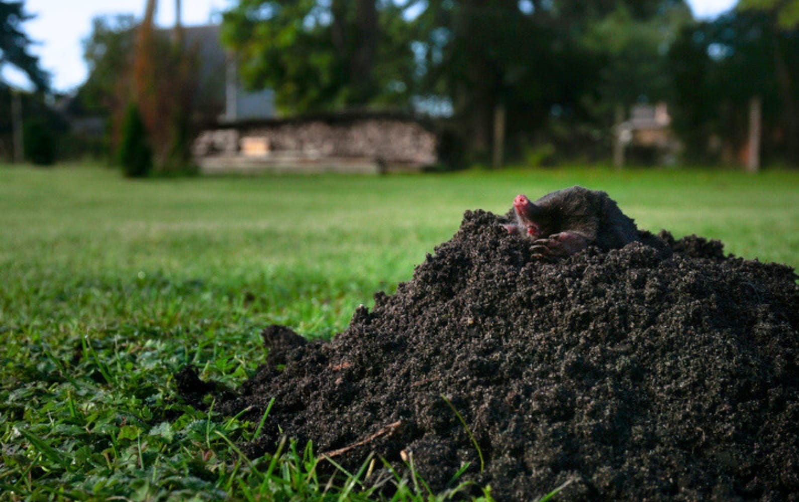 BurrowRx Can Help With What Burrows Really Cost BurrowRx Can Help With What Burrows Really Cost