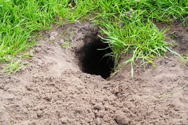 Freshly Dug Gopher Hole Freshly Dug Gopher Hole