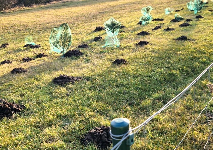 Mole Damage Near Growing Saplings Mole Damage Near Growing Saplings