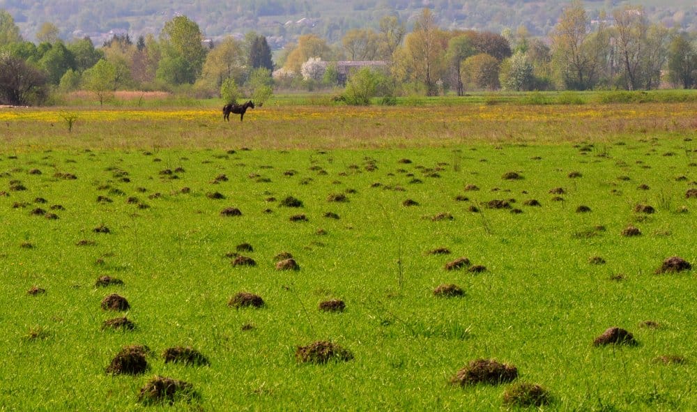 A Horse Surrounded by Burrows