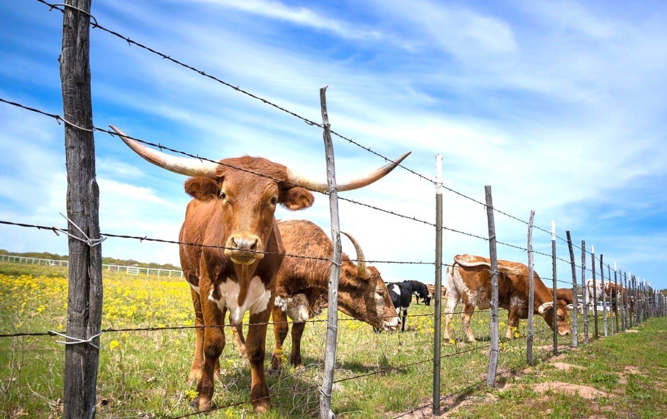 Burrows Broken Ground and Ranch Risk Why More Ranchers Are Turning to the BurrowRx